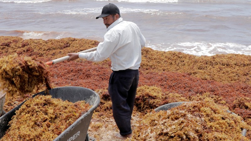 sargassum in South Florida