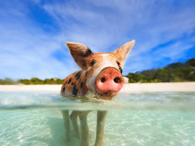 swimming pigs