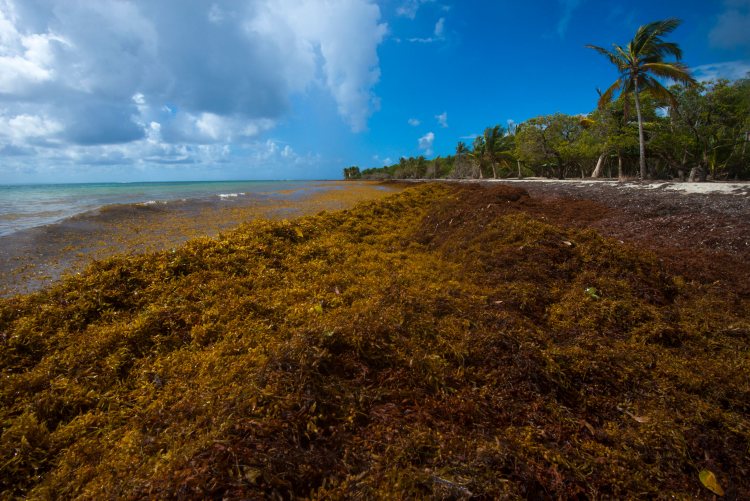 sargassum in Cancun
