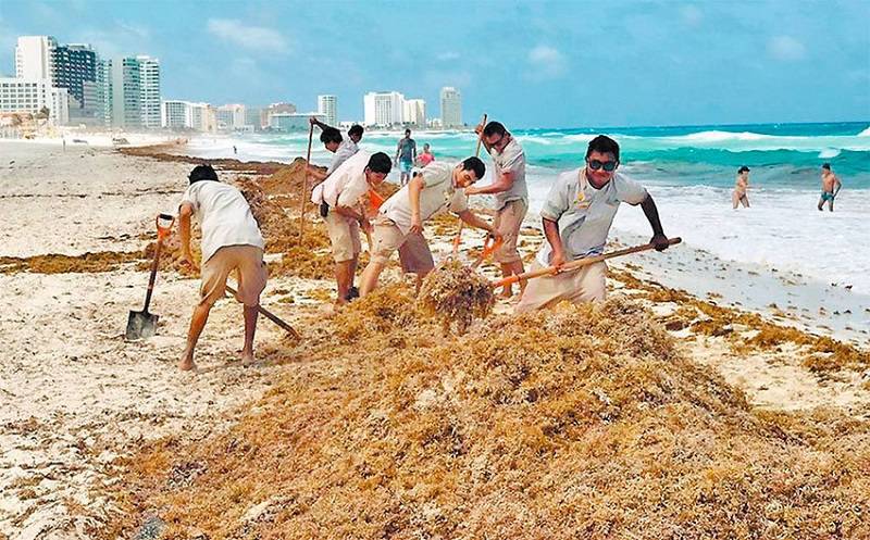 Mexico Still Struggling to Remove Seaweed from its Caribbean Beaches