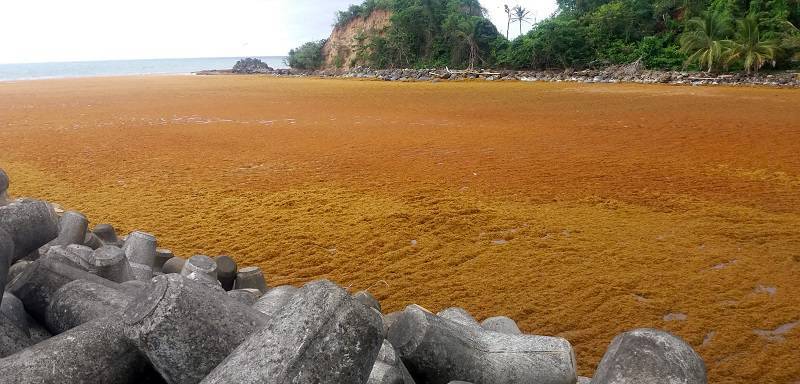 Global Tourism Resilience Center, MIT Join Hands on Sargassum Research
