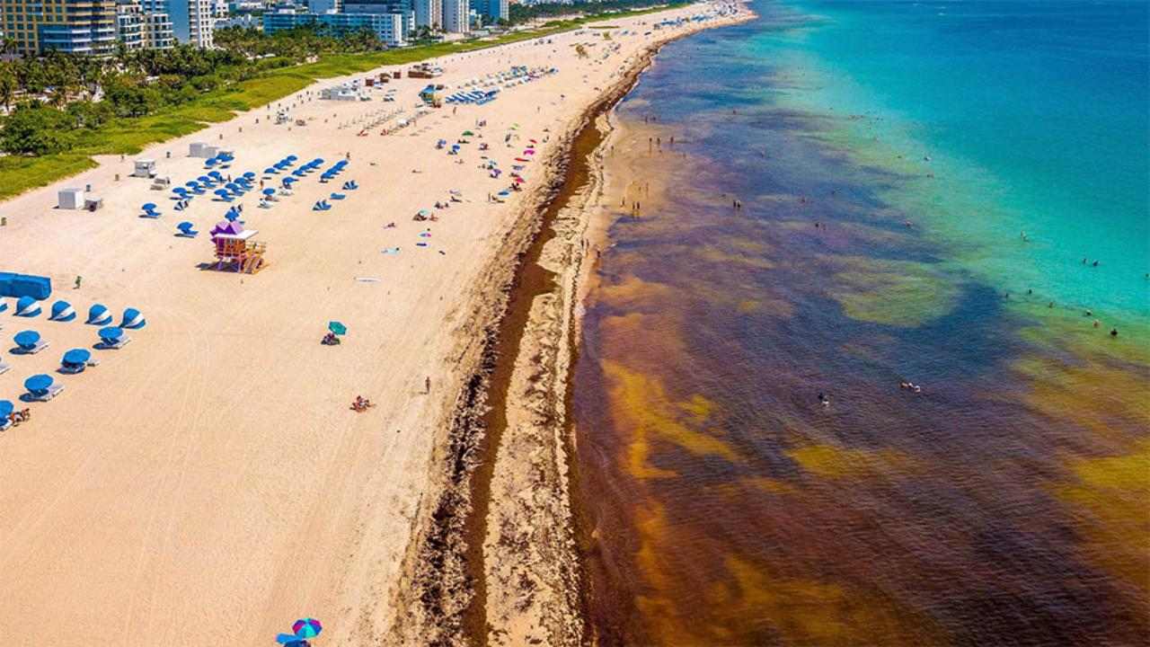 South Florida Beaches Forced to Tackle Seaweed Issue Head-On