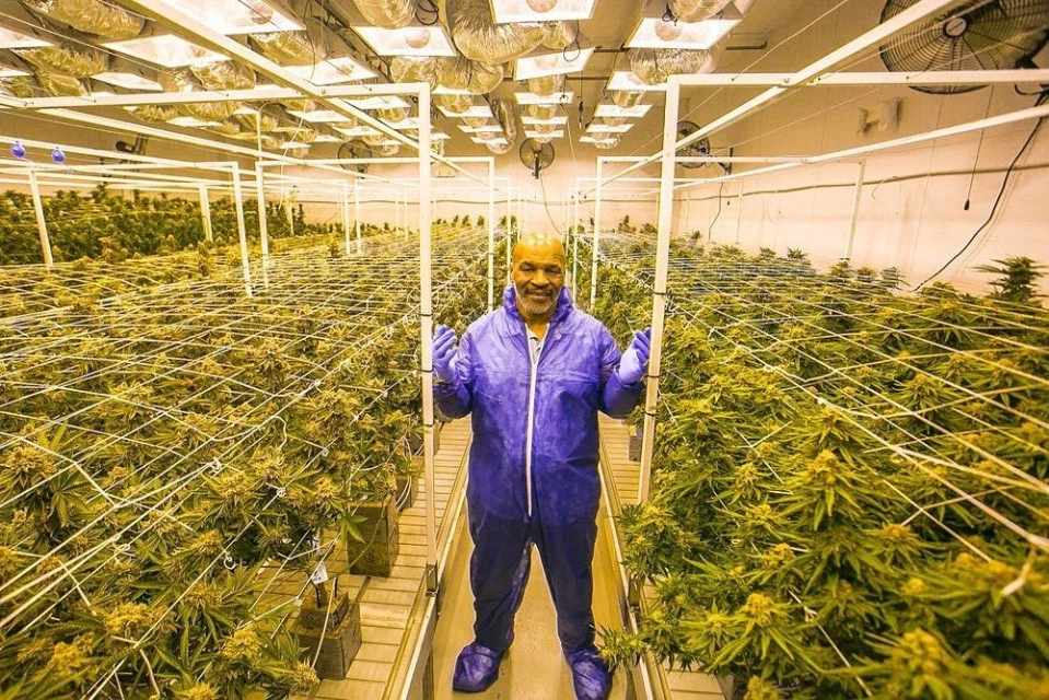 Mike Tyson Unveils Plans to Set Up Cannabis Farm in Antigua & Barbuda