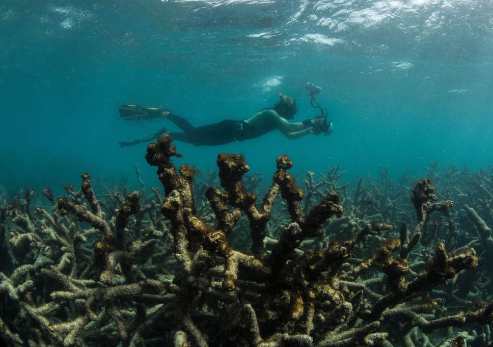 Climate Change Has Already Done in Half the World’s Coral Reefs