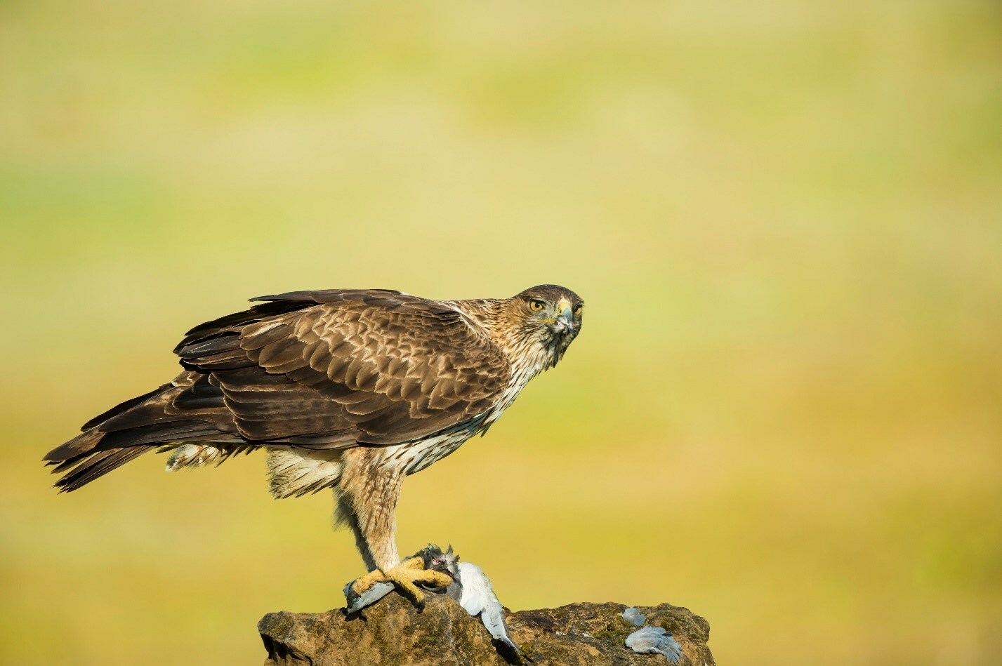 Tech4Nature