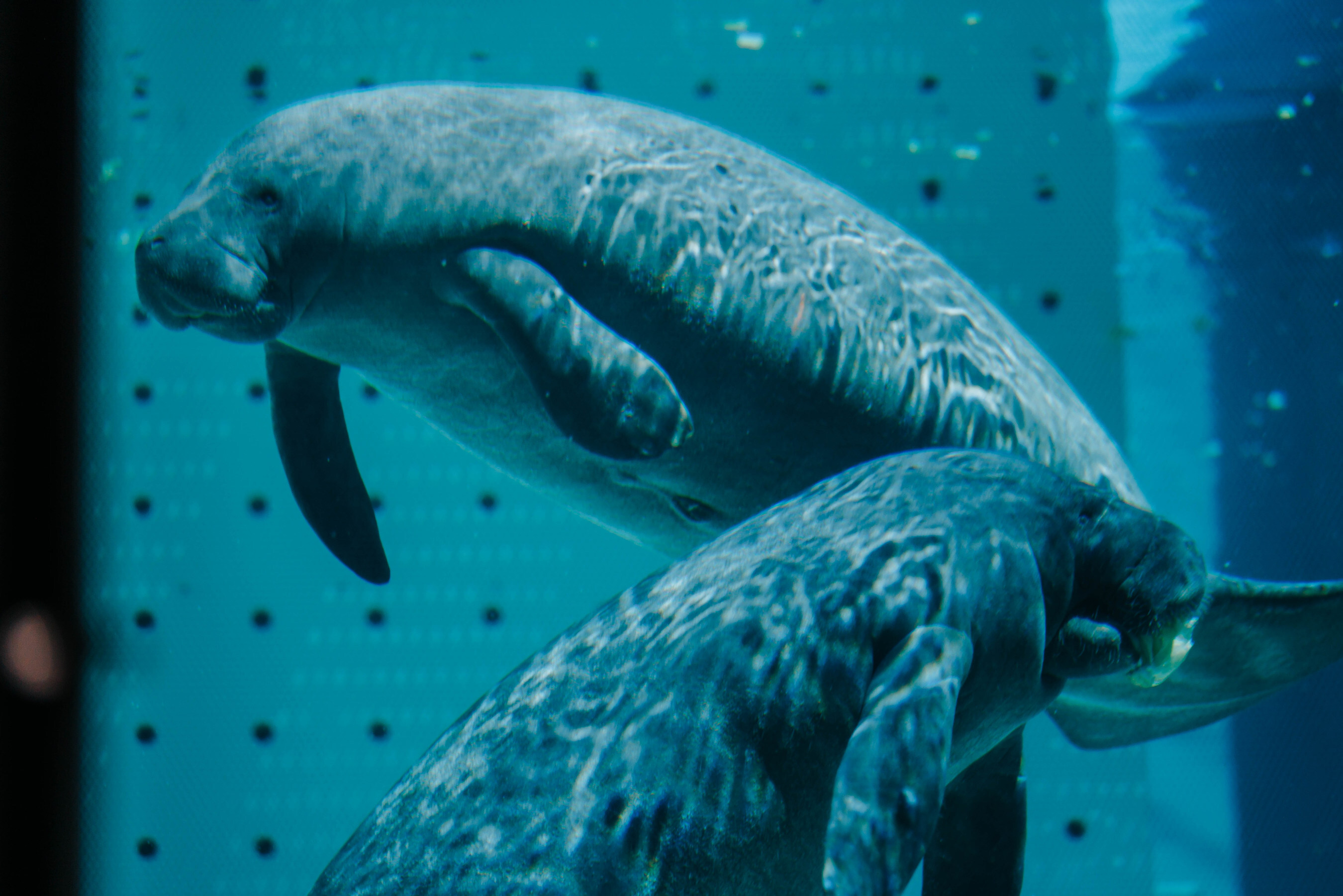 Manatee