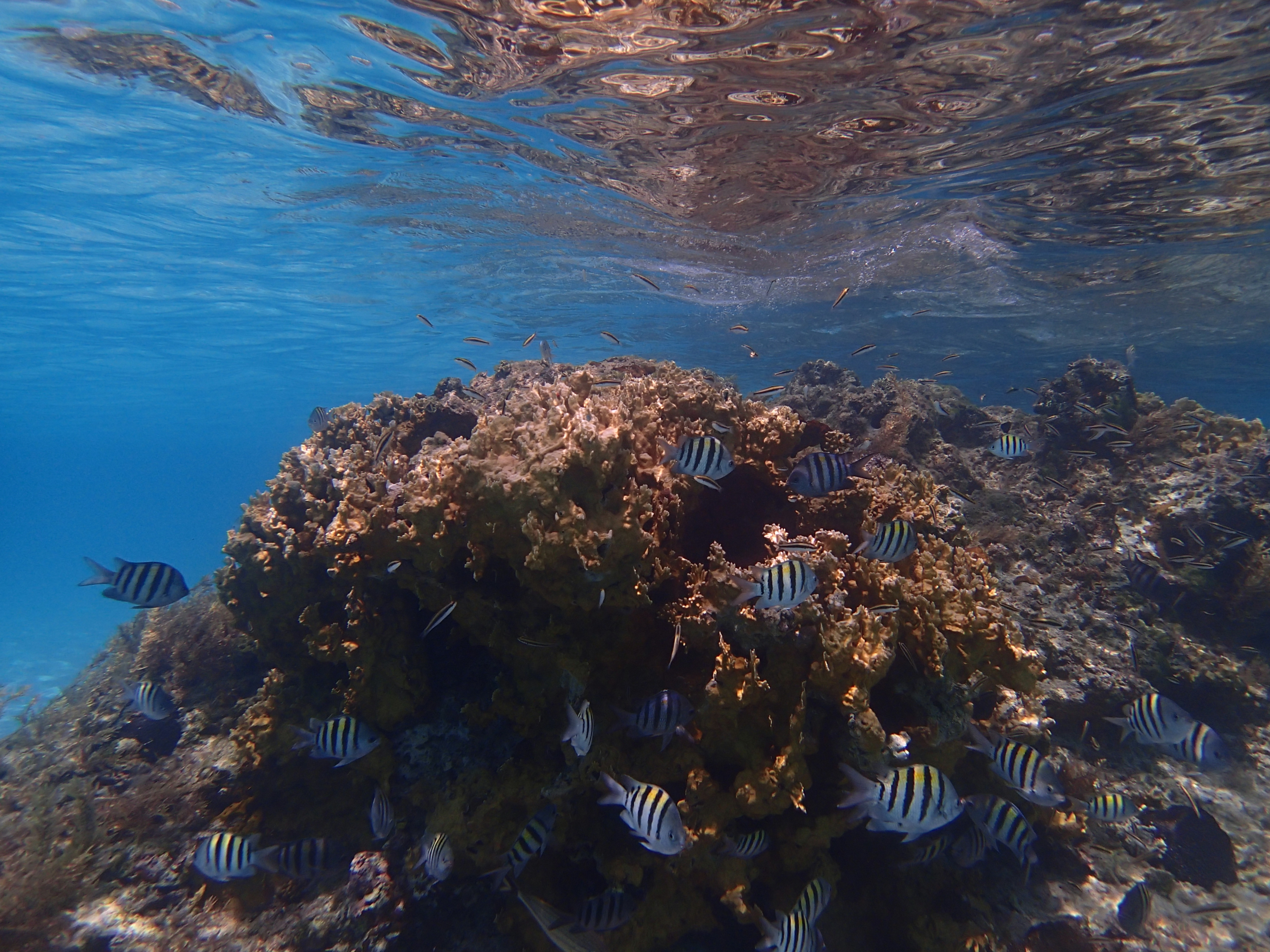 Bahamas coral reefs