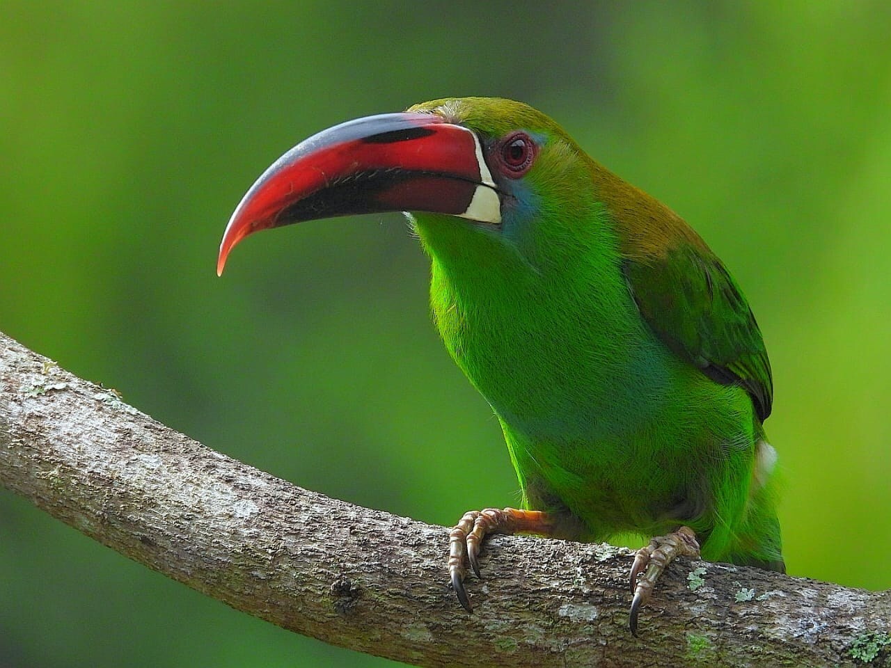 Colombia
