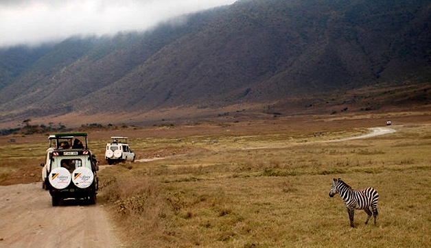 African safari, jeep, wildlife