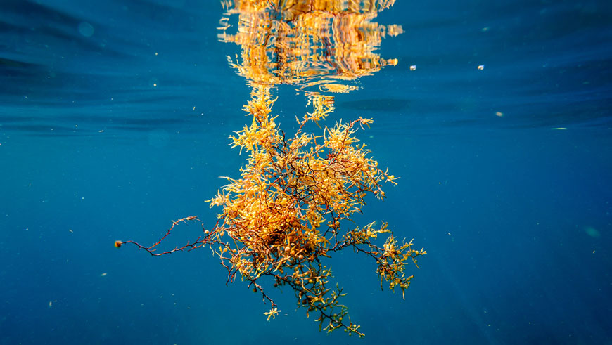 sargassum