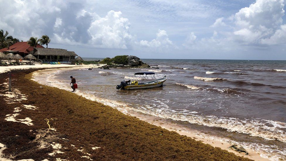 sargassum in the Mexican Caribbean