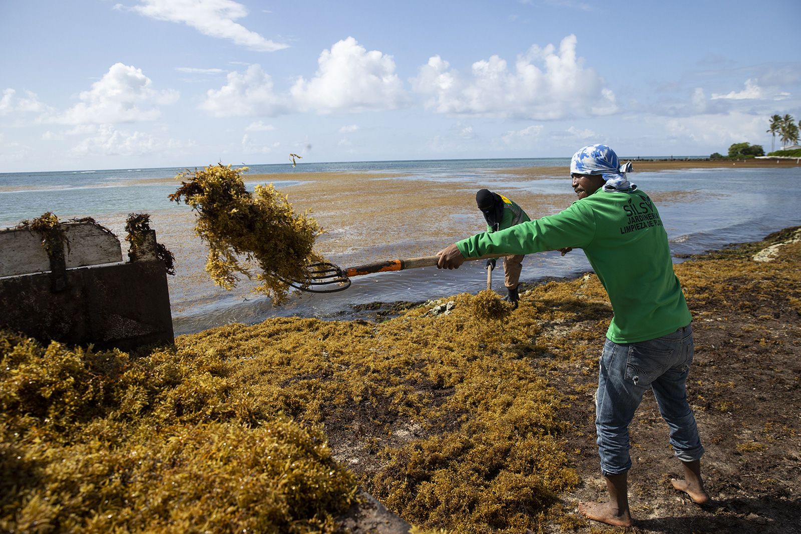 sargassum