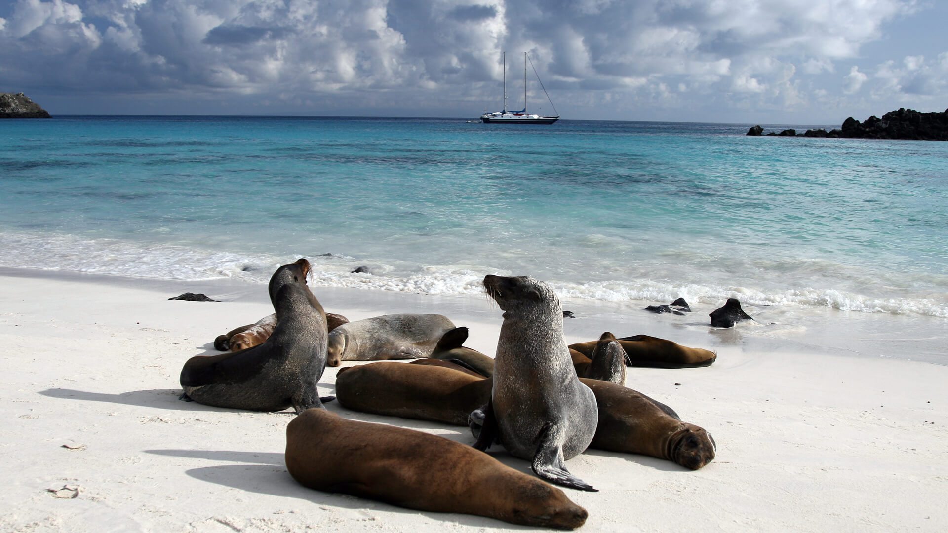 sea lions in the Galapagos