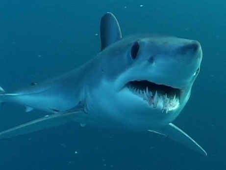 Cuba Launches Initiative to Protect Sharks