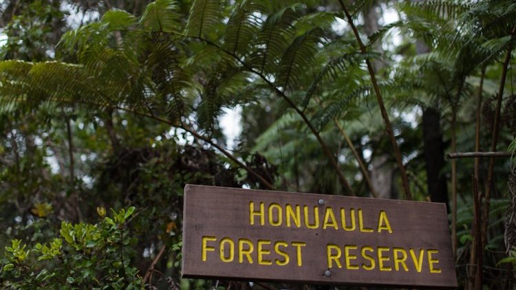 The Honua'ula Forest Reserve These Are Alternatives to Hawaii’s Volcanoes National Park