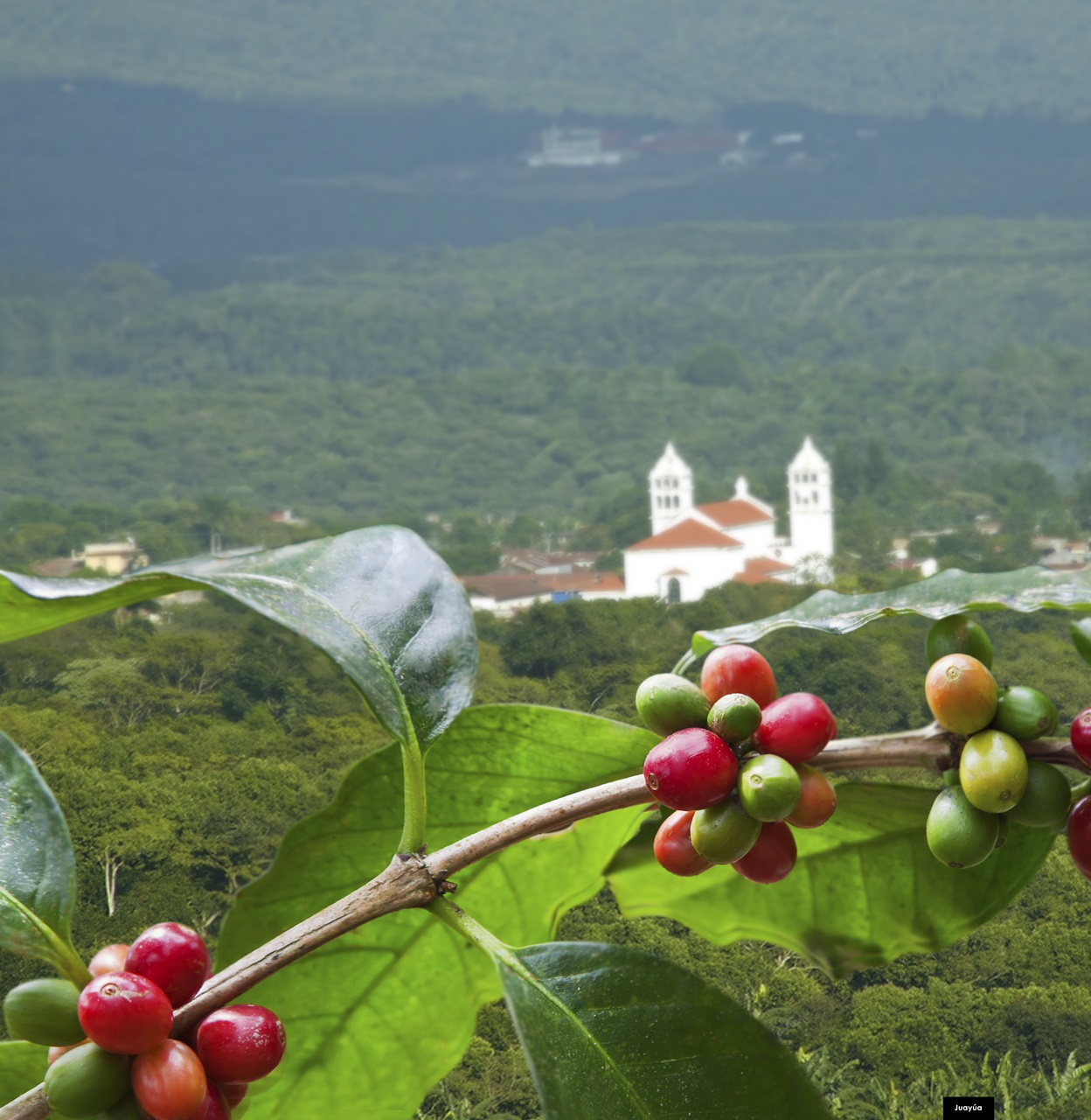 The Coffee Route in El Salvador