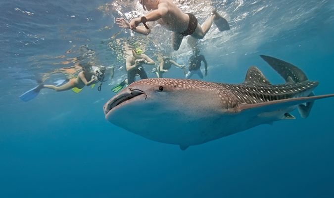 Mexicans Seek to Curb Booming Whale Shark Tourism