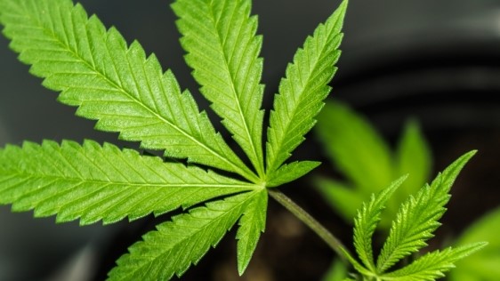 American Cruise Passenger Busted, Fined for Carrying Weed Onboard