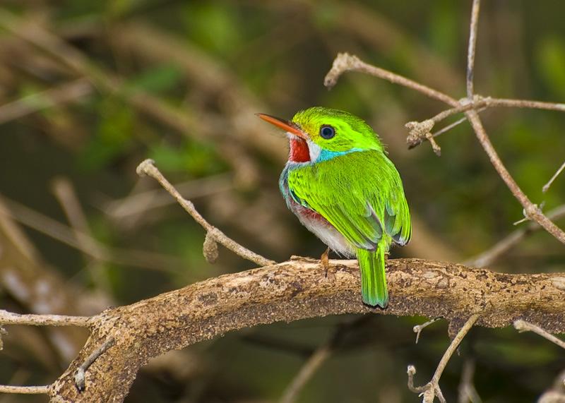 “Letters and Colors with Wings” Fosters Love for Biodiversity in Santiago de Cuba