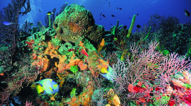 Cuba's Pristine, Protected Coral Reefs Are a Diver's Paradise
