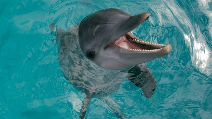 The Dominican Republic Bans Sale of Dolphins for Entertainment