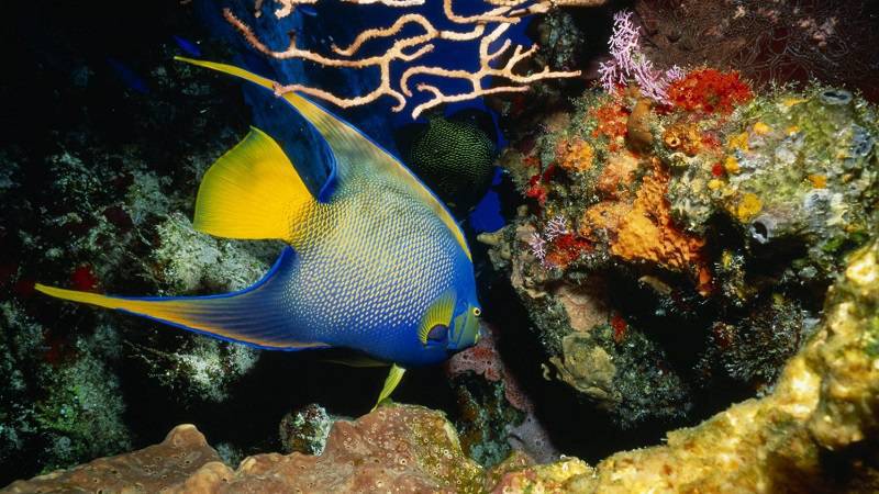 An Insurance Policy for a Coral Reef? Yes, in Mexico