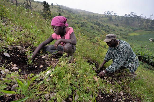 JetBlue, Marriott Team Up to Help Haiti Reforestation