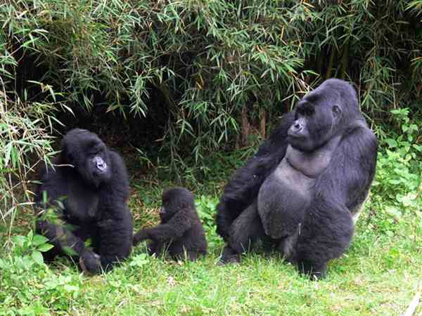 Rwanda's Gorilla Naming Event Awarded for Tourism Innovation