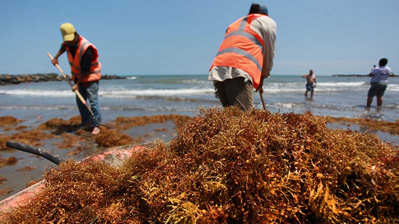 Sargasso Seaweed Impact on Caribbean Tourism