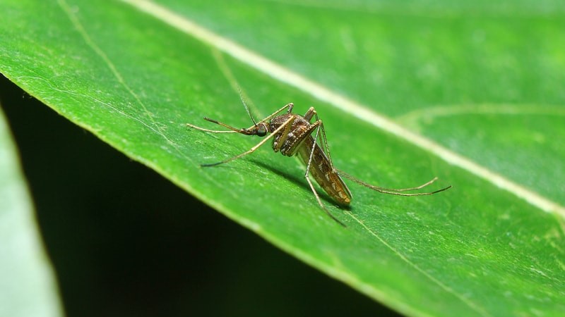 Zika Virus Threat Lowers in the Caribbean