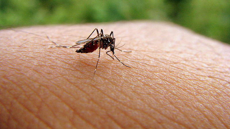 Cayman Islands Crossed Out of Zika Travel Advisory List