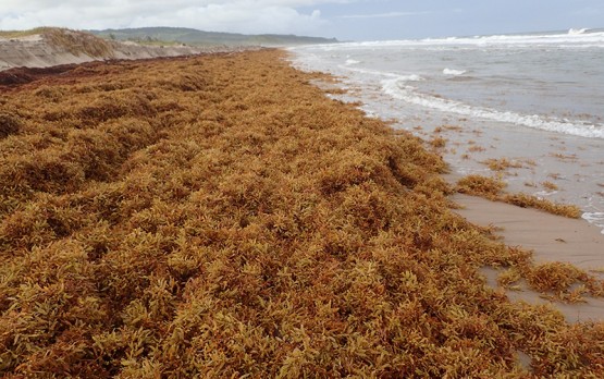 CTO Treating Sargassum “Seriously and with Urgency”