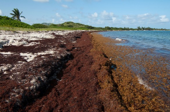 Caribbean, Mexico Resorts Plagued by Sargassum Waves