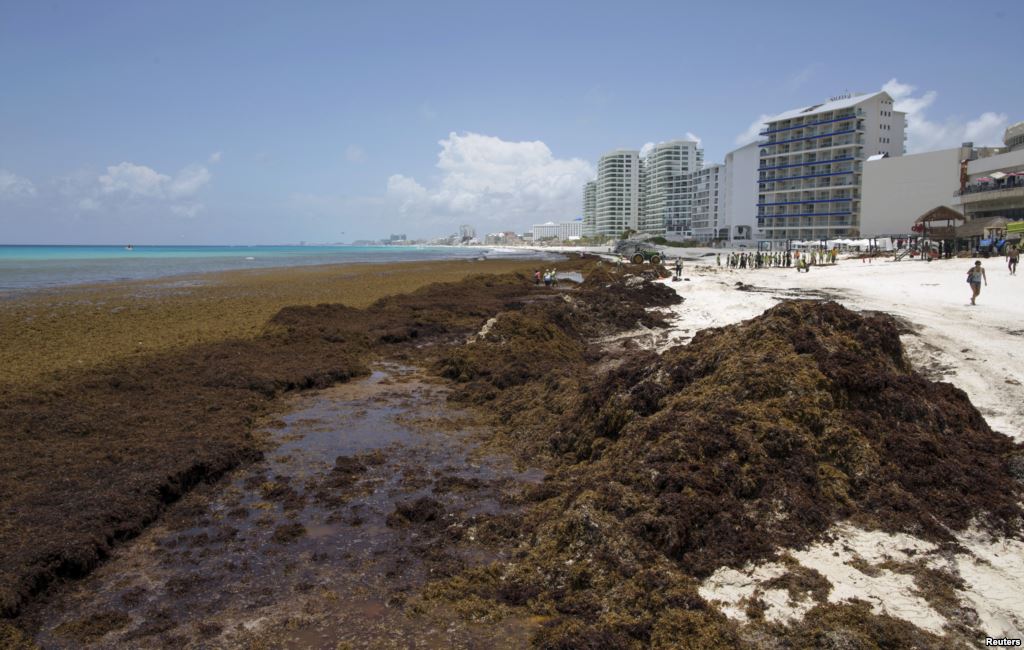 Stinking Mats of Seaweed Piling up on Caribbean Beaches