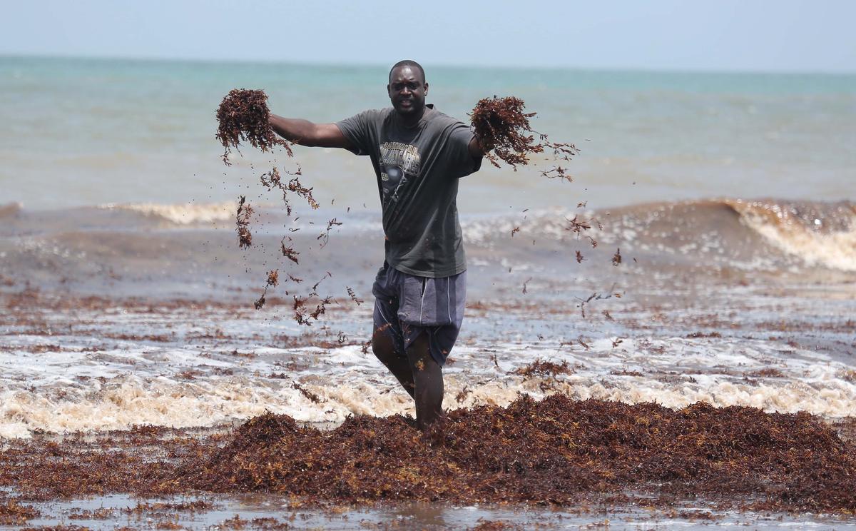 Caribbean Looks to Combat Growing Seaweed Problem at Local Beaches