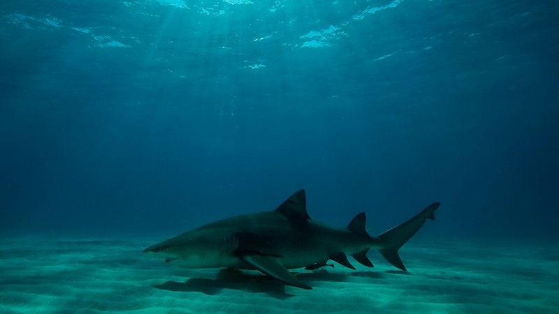 Florida’s Fernandina Beach Reopens on Heels of Shark Attack