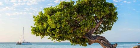 Aruba
