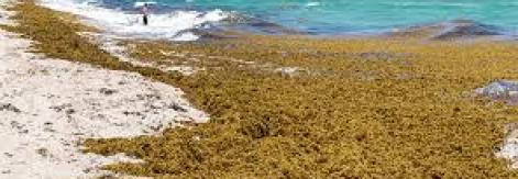 sargassum