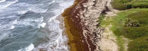 sargassum