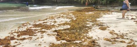 sargassum