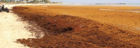 sargassum