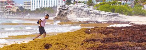 sargassum