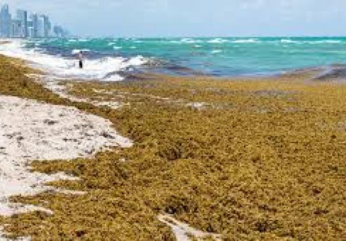 sargassum