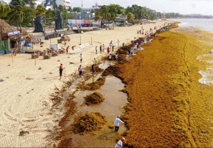 sargassum