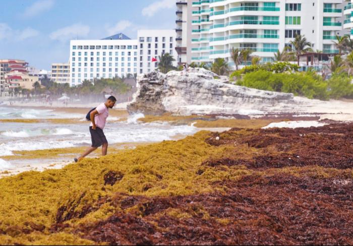 sargassum