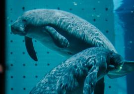 Manatee