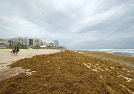 sargassum