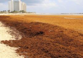 sargassum
