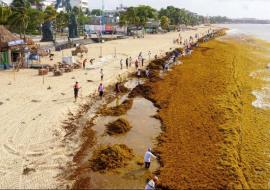 sargassum