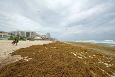 sargassum
